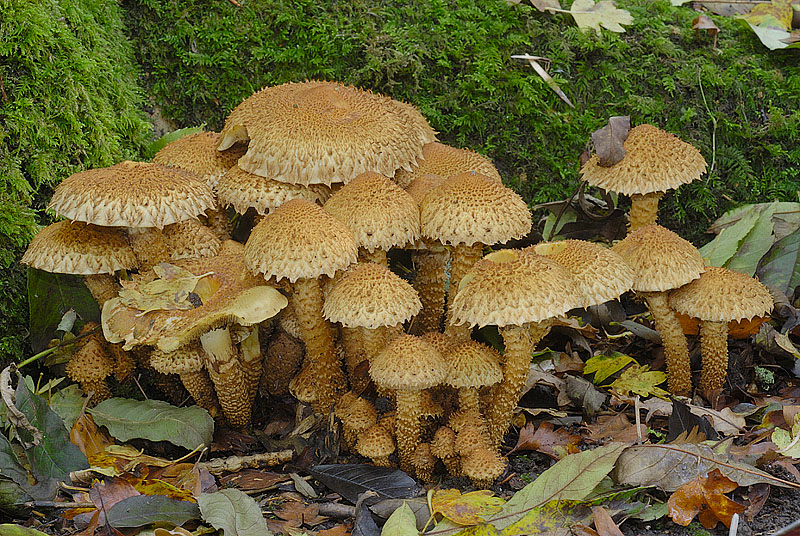 Pholiota squarrosa